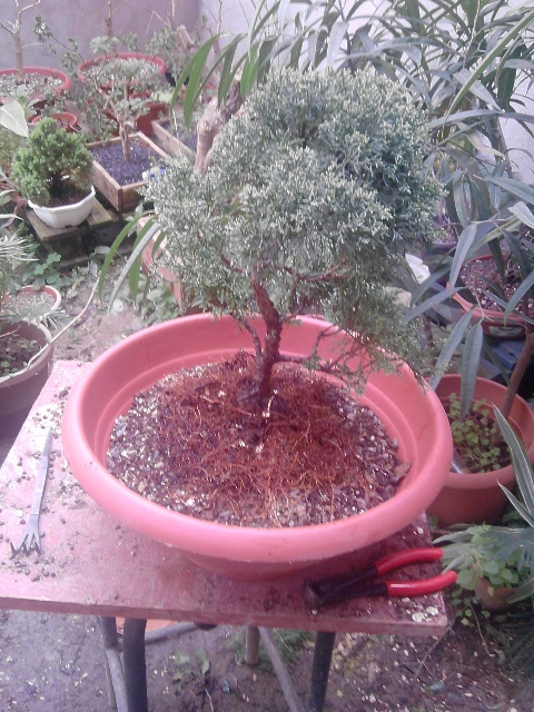Rempotage d'un juniperus chinisis (Genevrier de Chine) P2503119