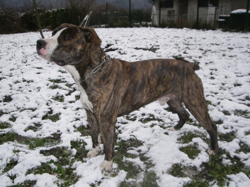 ECHO, American staffordshire terrier de 1,5 ans, LOF - (38) Echo_210