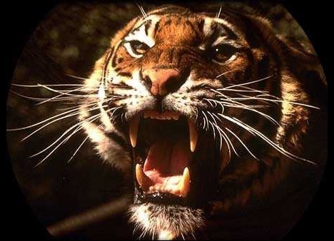 Le Tigre (hommage à William Blake) Tigre10