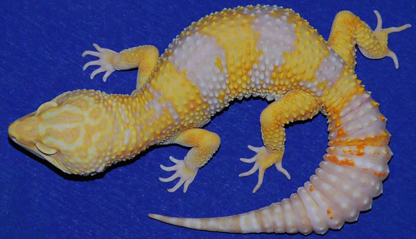 gecko Giant et Super Giant Spgm3_10