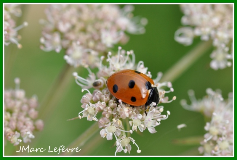 Coccinella septempunctata (Coccinelle à sept points) Coccin17