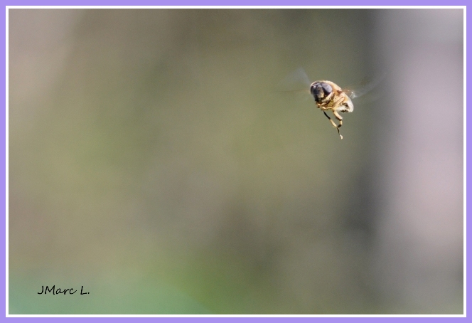 Eristalis sp Erista15