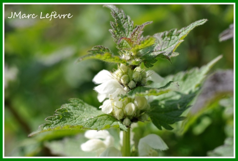 Lamium album (Orthie blanche ou Lamier blanc) Lamium16