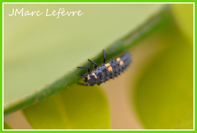 Coccinella septempunctata (Coccinelle à sept points) Larve_13