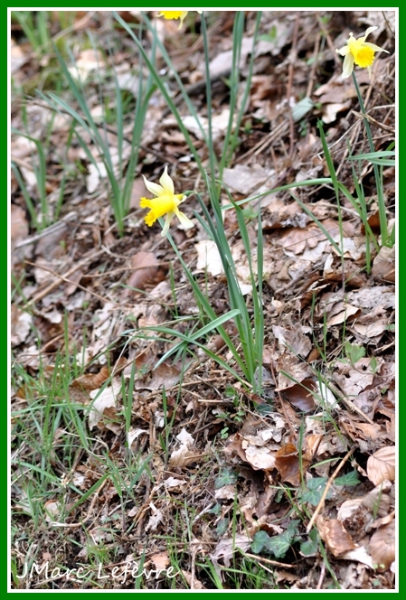 Narcissus pseudonarcissus (narcisse jaune) Narcis14