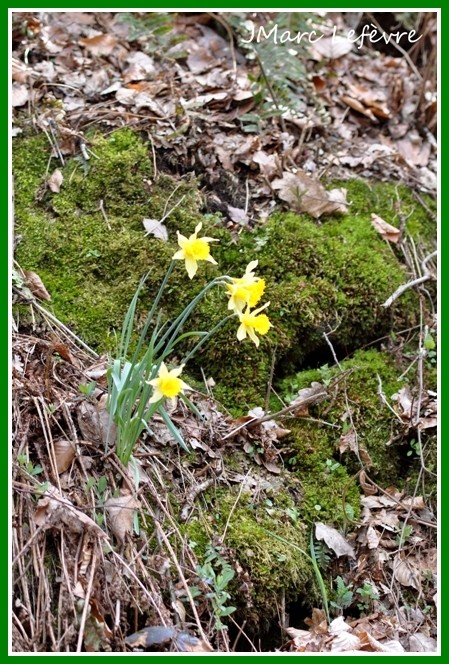 Narcissus pseudonarcissus (narcisse jaune) Narcis15