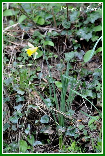 Narcissus pseudonarcissus (narcisse jaune) Narcis16