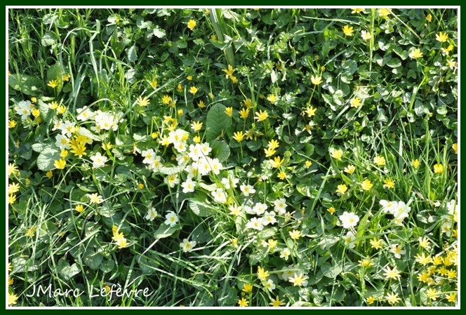 Primula vulgaris et Ranunculus ficiaria (Primevères et Ficaires) Primul13