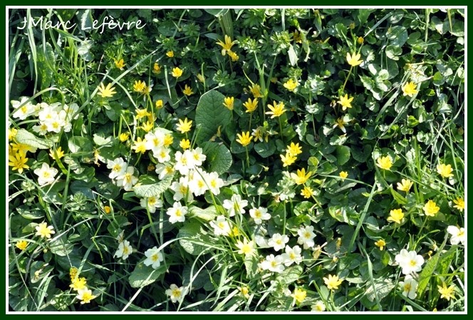 Primula vulgaris et Ranunculus ficiaria (Primevères et Ficaires) Primul14