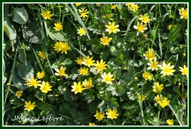 Ranunculus ficaria (La Ficaire fausse renoncule) Ranunc10