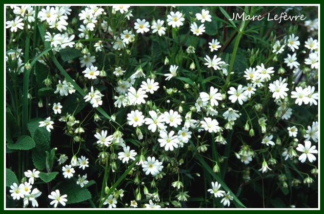 Stellaria holostea Stella11