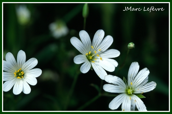 Stellaria holostea Stella14