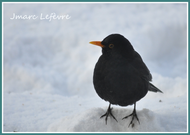 Turdus merula (Merle noir) Turdus10