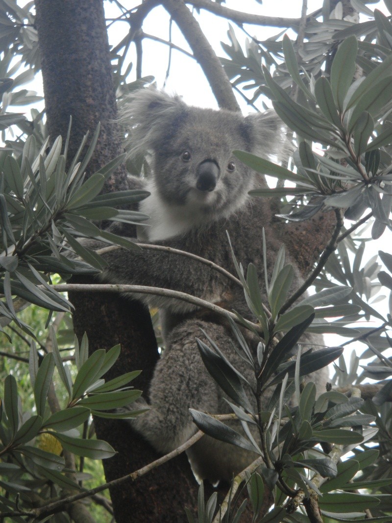 Foto dall'Australia! Dsc02311