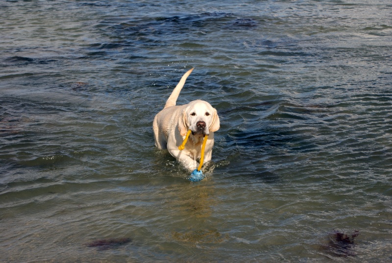 Résultat du concours photos "Nos chiens et l'eau..." Soleil10