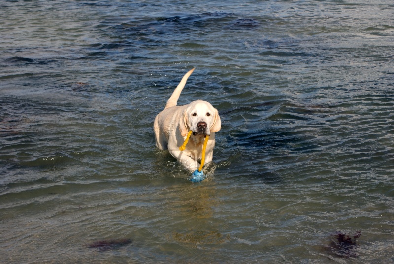 Résultat du concours photos "Nos chiens et l'eau..." - Page 3 Soleil10