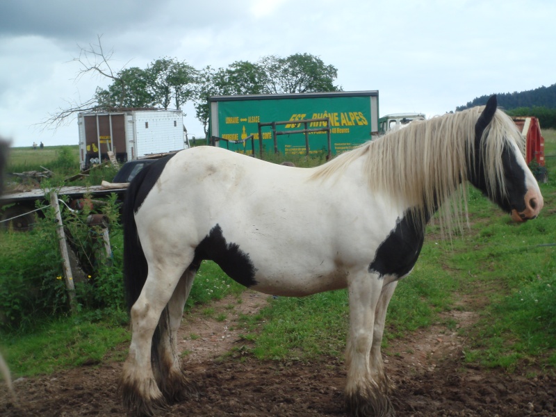 mon loulou aussi a eu 1 an Chevau23