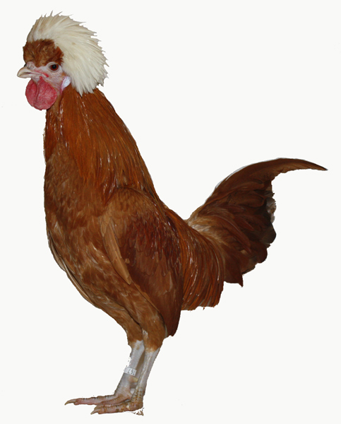 bonjour a tous ! Coq-ho10