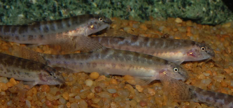 idée de poissons de fond pour mon aqua aisatique? Lepido10