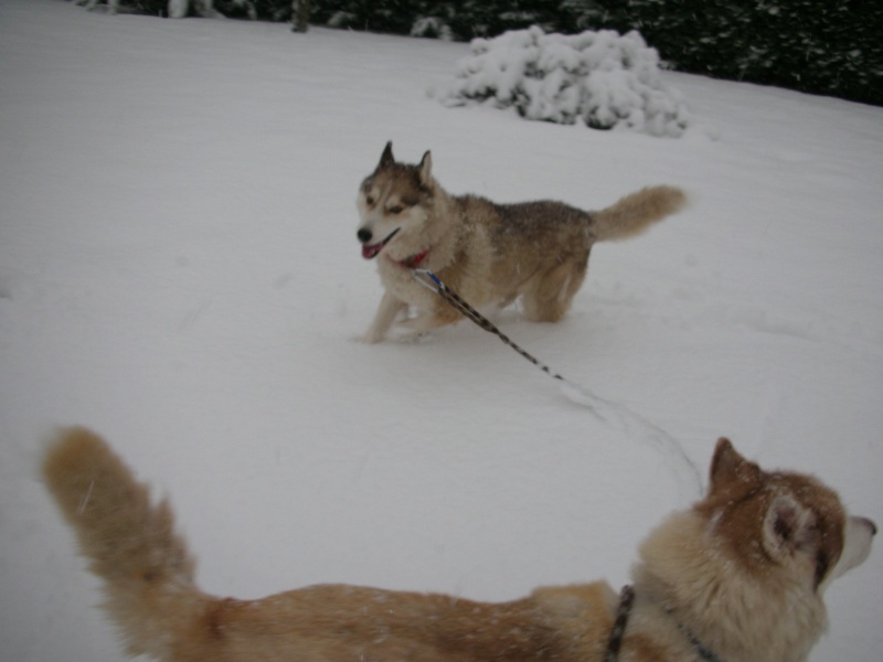 TOBROUK HUSKY 10 ans calme, independant et gentil REF ( 51) - Page 4 Dscn2810