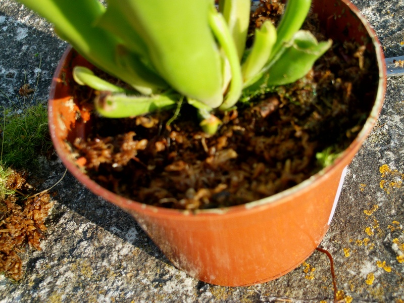 Nouveau venu, Heliamphora nutans x heterodoxa, Besoin d Imag0120