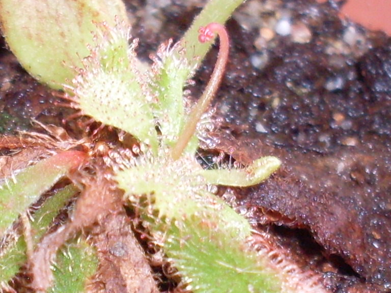 Feuille bizarre sur Drosera aliciae! Sdc17610