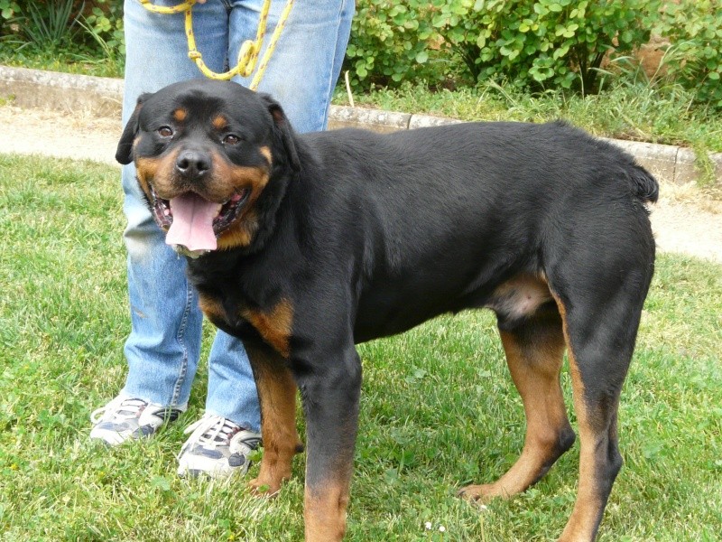 4 rottweillers doivent quitter en urgence la SPA de Poitiers Baker_10