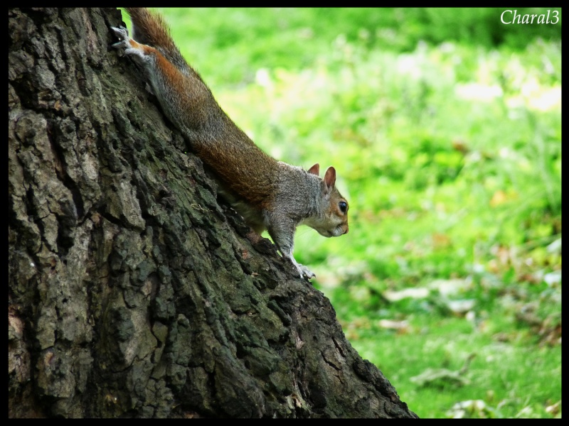 ST JAMES PARK LONDON Squirr15