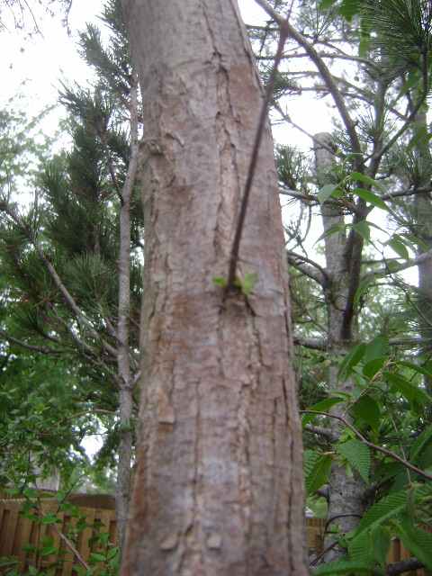 Katsura tree Dsc02712