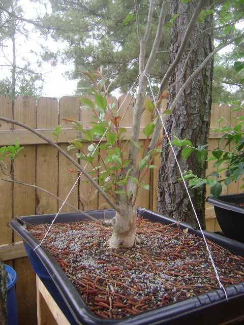 Crape myrtle Dsc02821