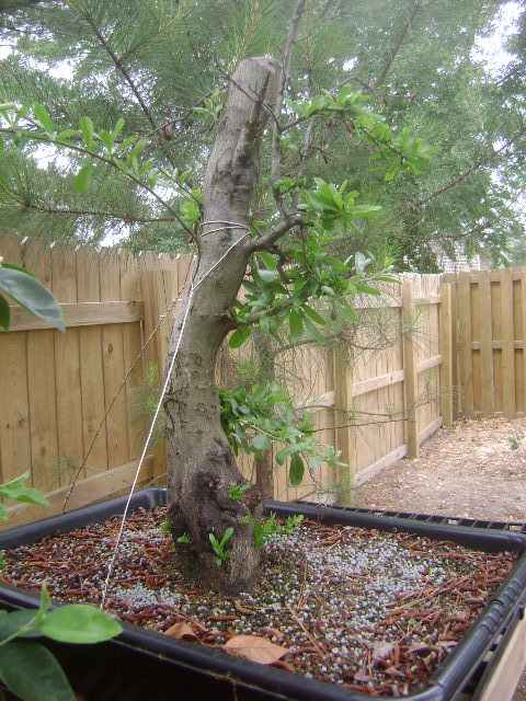 pyracantha Dsc02825