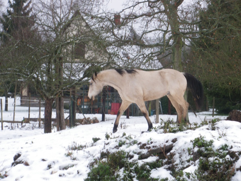 Des photos de vos chevaux sous la neige ?  Imgp0112