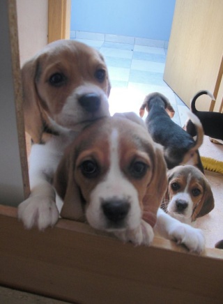 3 beagle femelle à vendre 36903_11