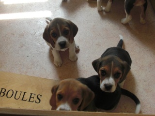 3 beagle femelle à vendre 36903_12