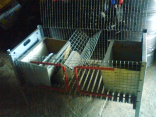 cage d'élevage lapin Dsc00096