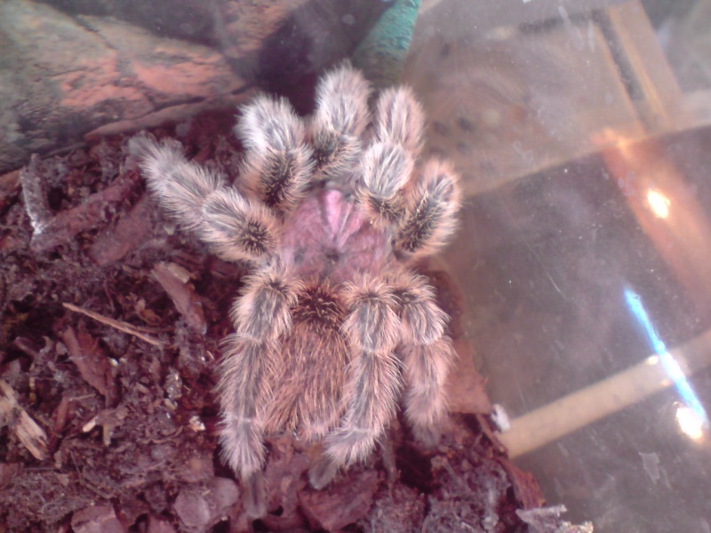 Chilean Rose Adult Male + Female M210