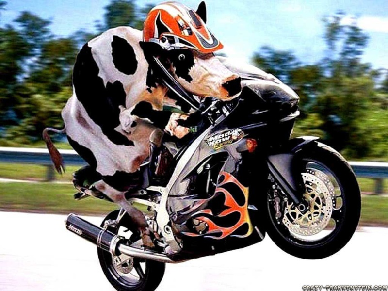 LOGOOOOOO....!!!!! Cow-on10