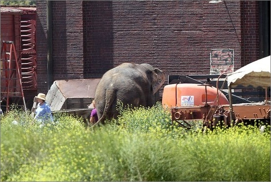 Nuevas fotos de robert en el set de agua para elefantres !!! Matt210