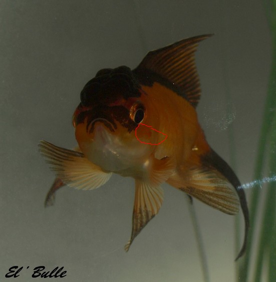 Tâche rouge sang sur la joue de mon poisson rouge