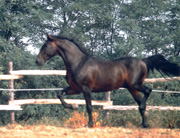 cavallo salernitano Cavall10