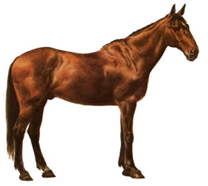 cavallo salernitano Salern10