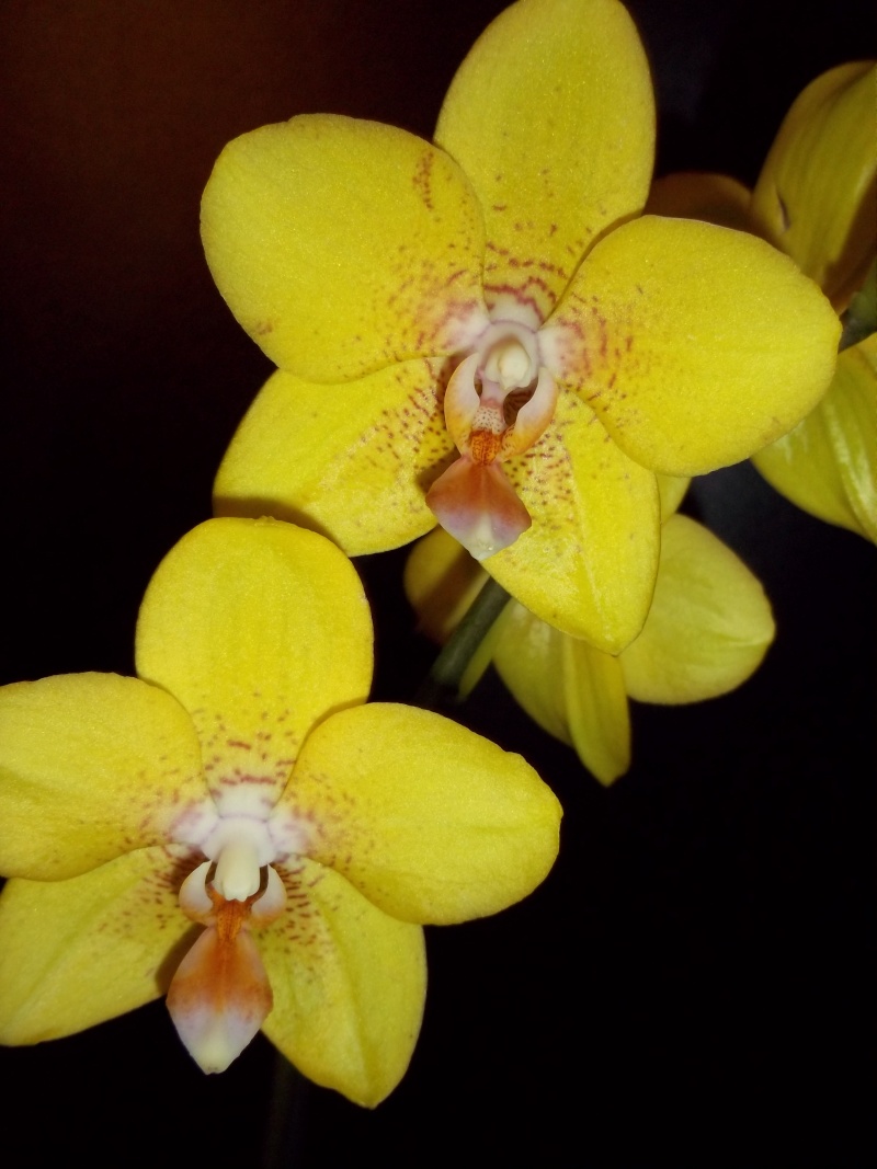 Heliconius cydno et orchidées 100_0610