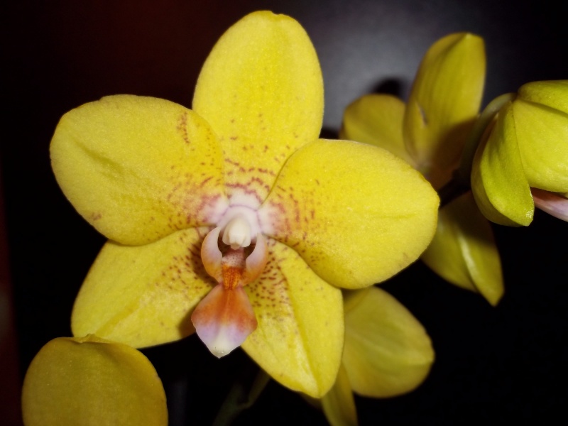 Heliconius cydno et orchidées 100_0611