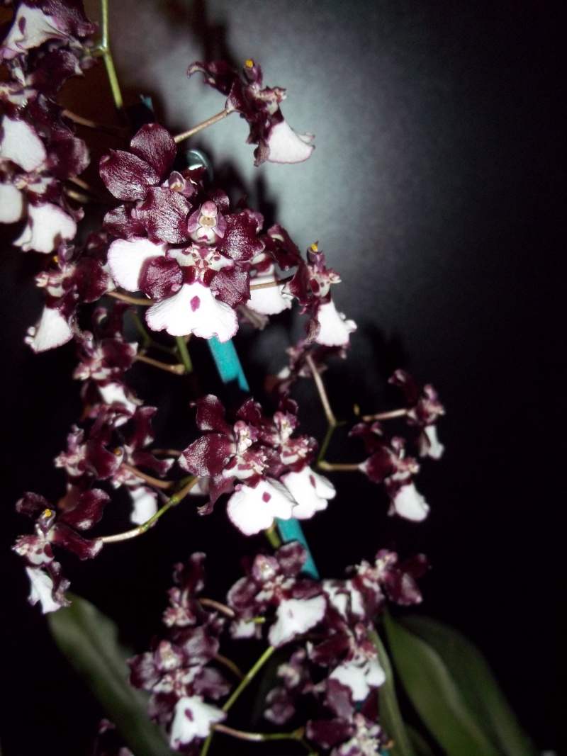 Heliconius cydno et orchidées 100_0613