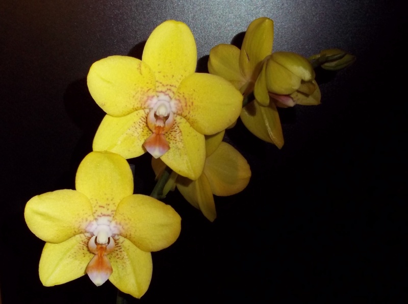 Heliconius cydno et orchidées 100e0610