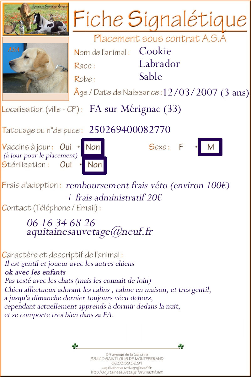 ASA - COOKIE - Labrador Golden - 3 ans (dept 33) Sans_t16