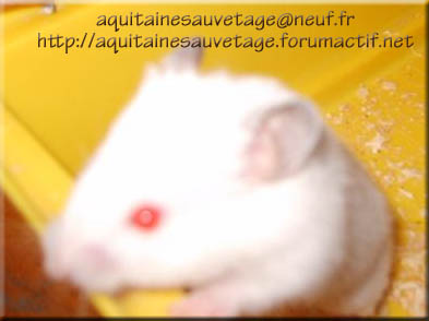 ASA-Sucrette hamster femelle (33) Wiiykh10