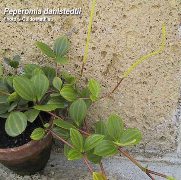 nouveau pensionnaire chez moi [Peperomia jamesoniana var. microphylla ? ] B_dahl10