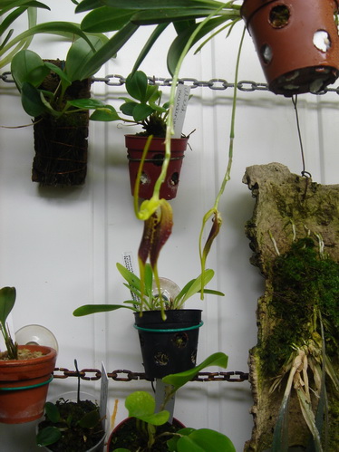 Masdevallia stenorhynchos et tovarensis Dsc02110