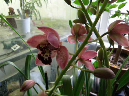 Cymbidium en fleur P1300013